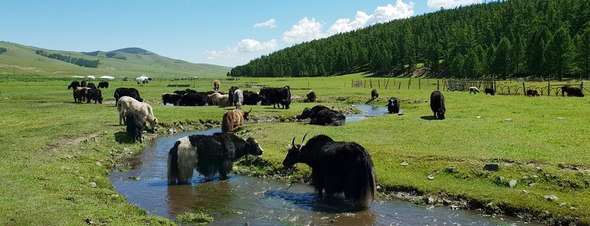 Леса, луга, пастбища